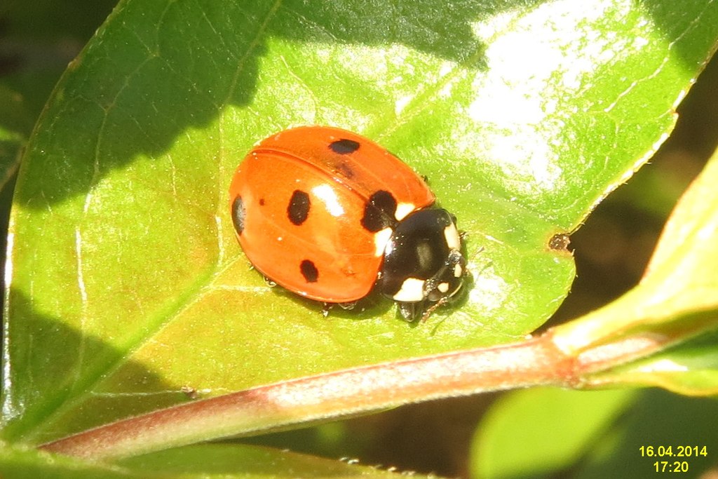 Attachment 7-spot ladybird (BG) (13886090821).jpg