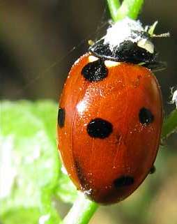 this is a ladybug